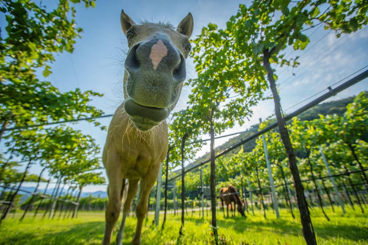 Agriturismo La Pertica Costermano Zewnętrze zdjęcie